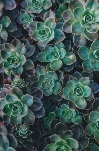 Botanical colour inspiration